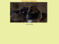 NĂˇhled webu Euro klub kavkazských pasteveckých psů