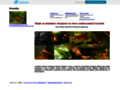 NĂˇhled webu Krevetky Neocaridina